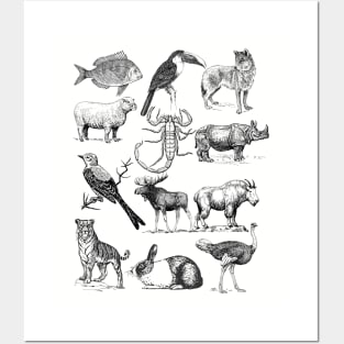 Animals nature Posters and Art